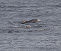 Bottlenosed Dolphin