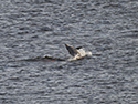 Botlenosed Dolphin
