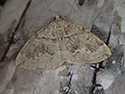 Banded Pine Carpet