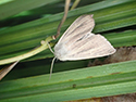 Blair's wainscot