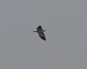 Black Winged Kite