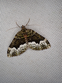 Cloaked Carpet
