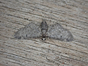 Channel Islands Pug
