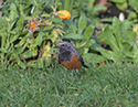 Eastern Black Redstart