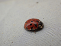 Eyed Ladybird