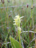 Fen Orchid
