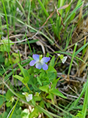 Fen Violet