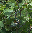Golden ringed dragonflies