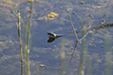 Grass Snake