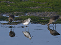 Greenshank
