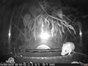 Harvest Mouse