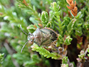 Heather Shieldbug