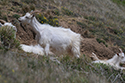 Kashmir Goat