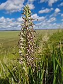 Lizard Orchid