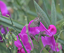 Long Tailed Blue