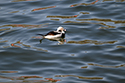 Long Tailed Duck