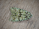 Merveille du jour