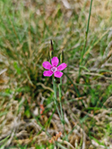 Maiden's Pink