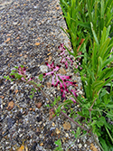 Martin’s Ramping Fumitory
