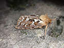Map Winged Swift