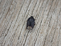 Ochetostethus nanus