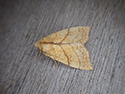 Orange Sallow