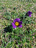 Pasque Flower