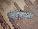 Pimpinel pug