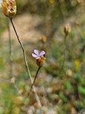 Proliferous Pink