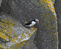 Puffin