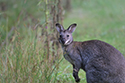 Red Necked Wallaby