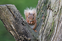 Red Squirrel