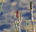 Scarlet darter