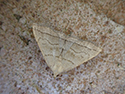 Shaded fanfoot