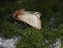 Silurian