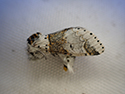 Sallow Kitten