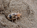 Strandline Beetle