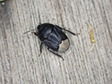 Sehirus morio