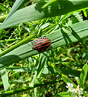 Striped Shieldbug