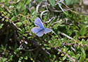 Silver studded blue ssp caernensis