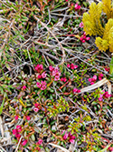 Trailing azalea