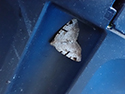 V-Moth