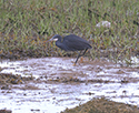 Western Reef Heron