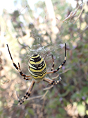 Wasp Spider