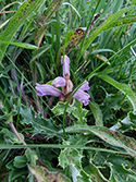 Yarrow Broomrape