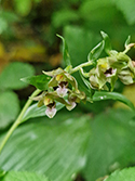 Young’s Helleborine